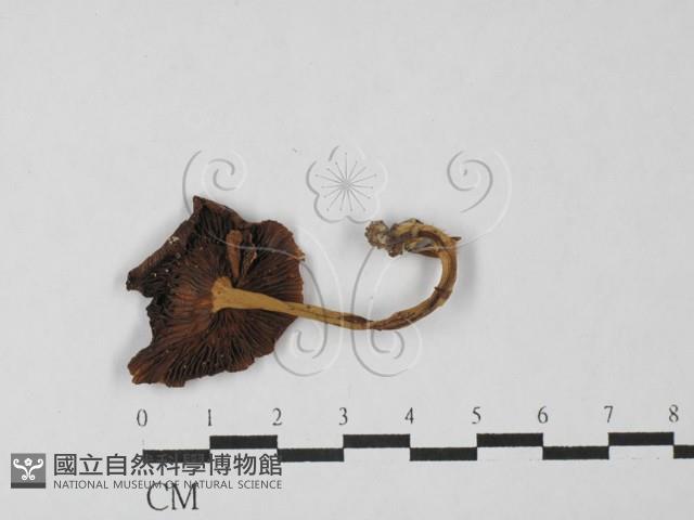 登錄號:F0027489藏品圖，第1張