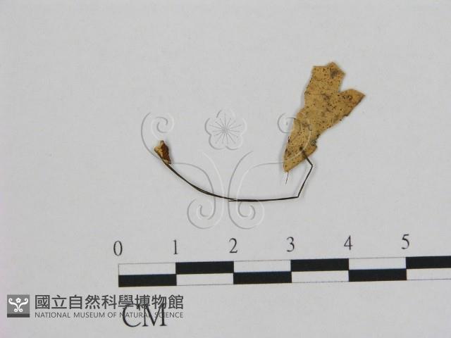 小皮傘屬藏品圖，第1張