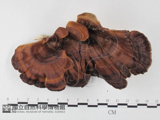 黄柄小孔菌藏品圖，第1張