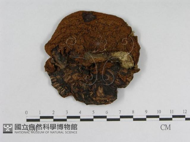 登錄號:F0005489藏品圖，第1張