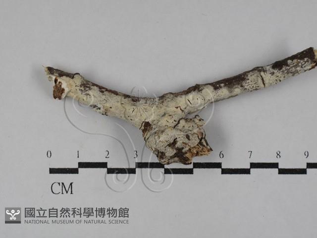 登錄號:F0029489藏品圖，第1張