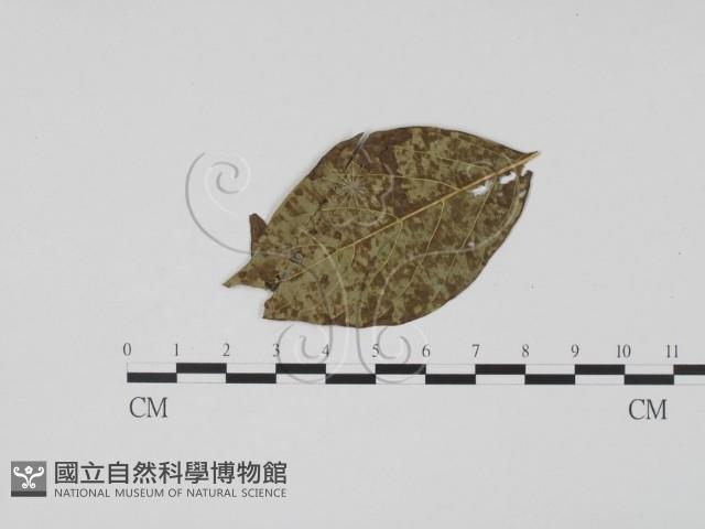 館號:F0019489藏品圖，第1張