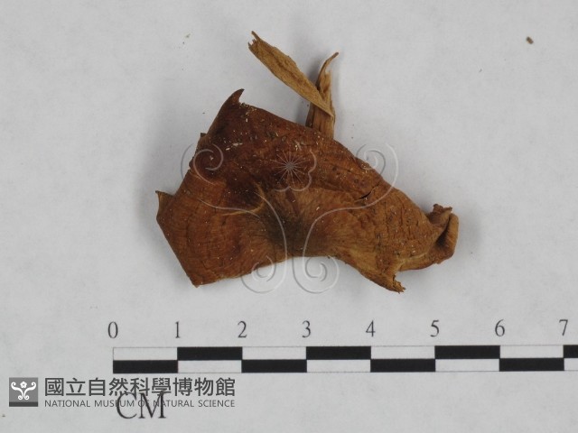 登錄號:F0023489藏品圖，第1張