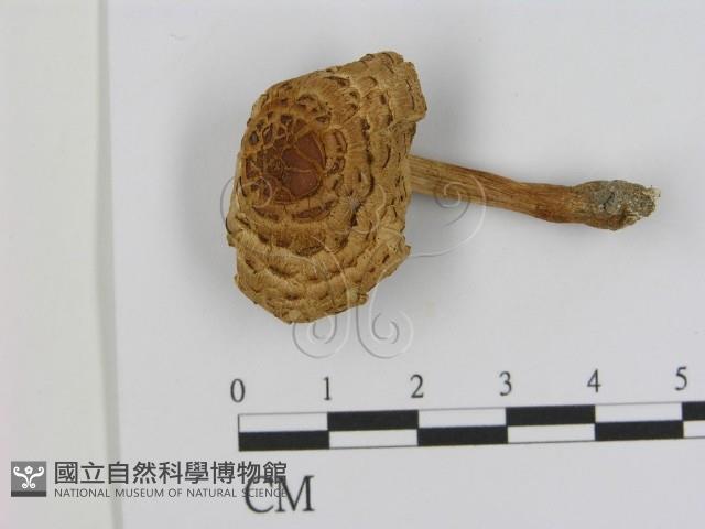 登錄號:F0003489藏品圖，第1張