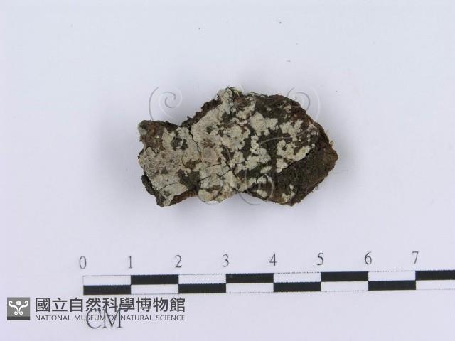 登錄號:F0013489藏品圖，第1張