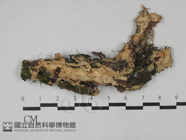 顯絲菌屬藏品圖，第1張