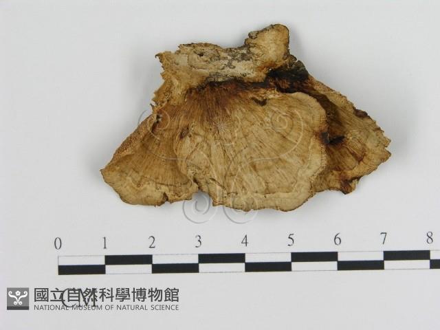 蜂窩菌屬藏品圖，第1張