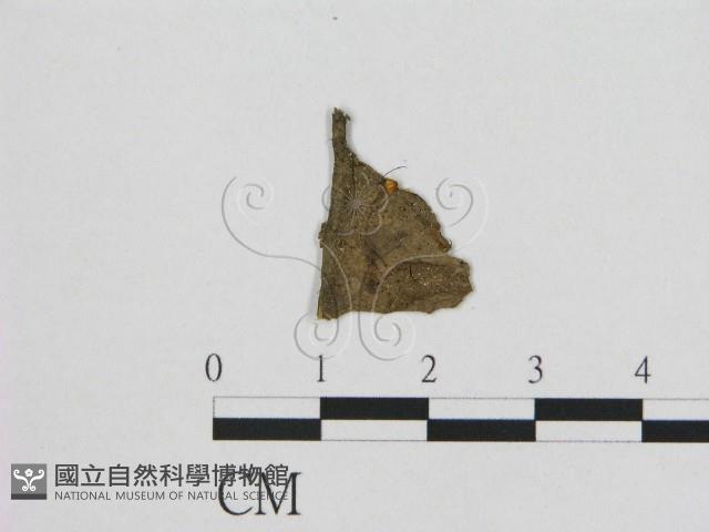 Accession Number:F0010789 Collection Image, Figure 1, Total 2 Figures