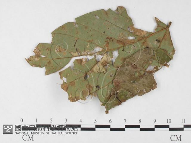 登錄號:F0026789藏品圖，第1張