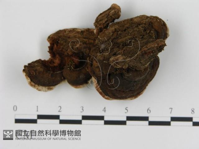 登錄號:F0006789藏品圖，第1張