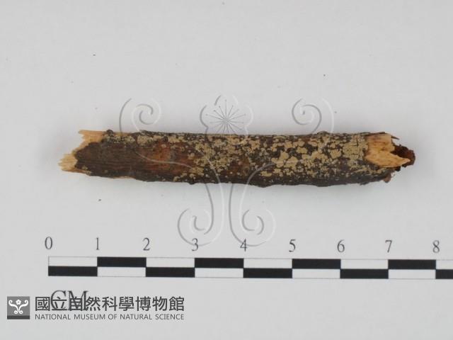 登錄號:F0016789藏品圖，第1張