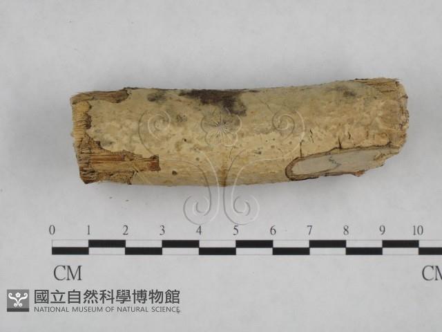 登錄號:F0021789藏品圖，第1張