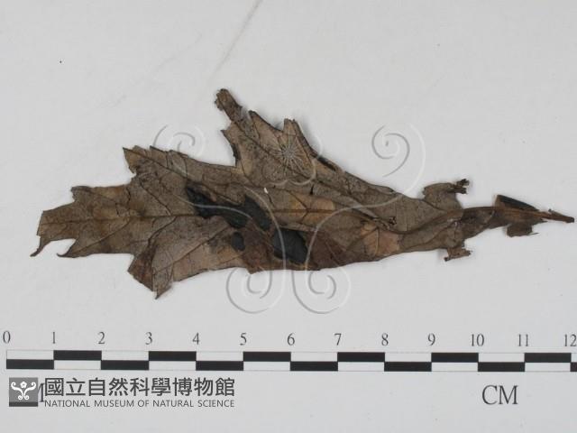 登錄號:F0011789藏品圖，第1張