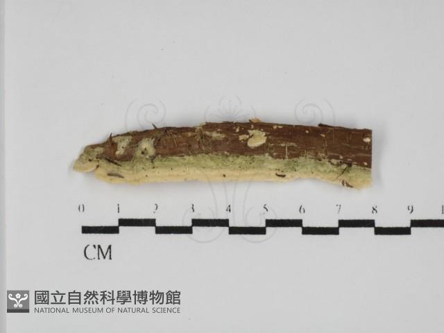 登錄號:F0031789藏品圖，第1張
