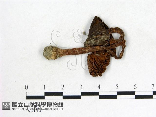 登錄號:F0004789藏品圖，第1張