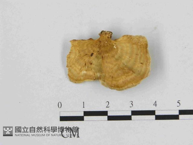 小孔菌屬藏品圖，第1張