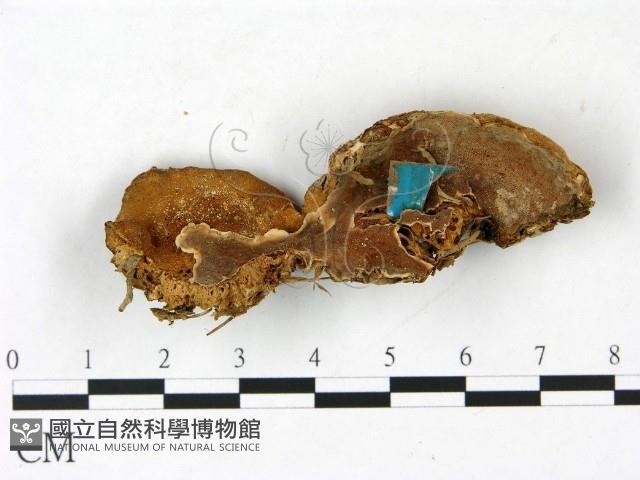 登錄號:F0022789藏品圖，第1張