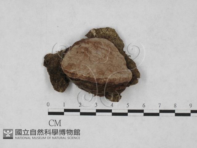 靈芝屬藏品圖，第1張