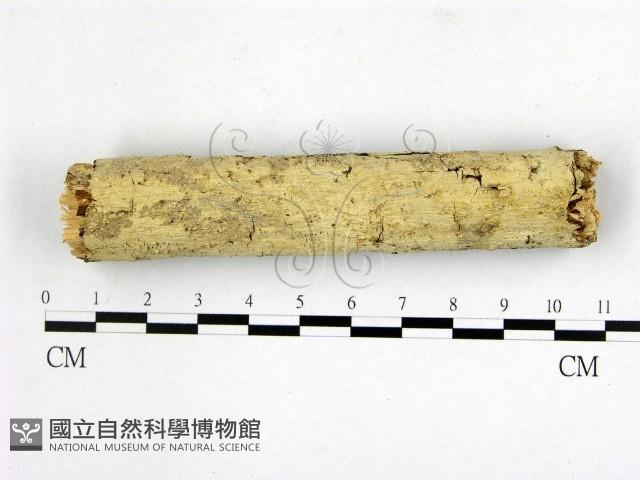 顯絲菌屬藏品圖，第1張