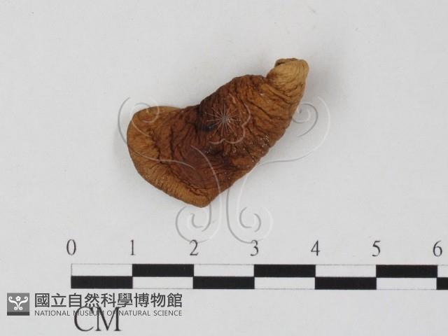 登錄號:F0025789藏品圖，第1張