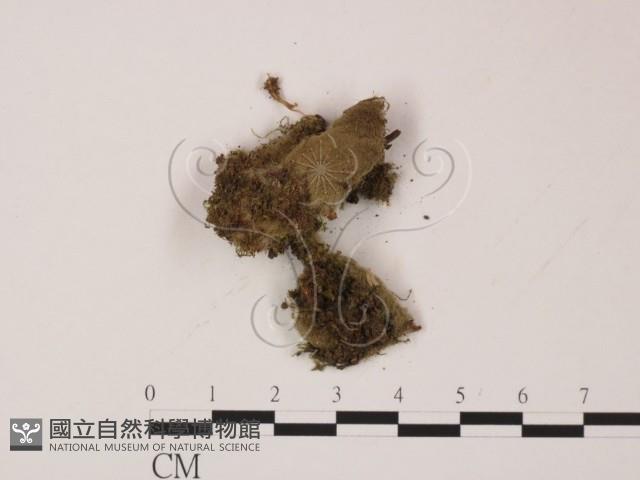 登錄號:F0009789藏品圖，第1張