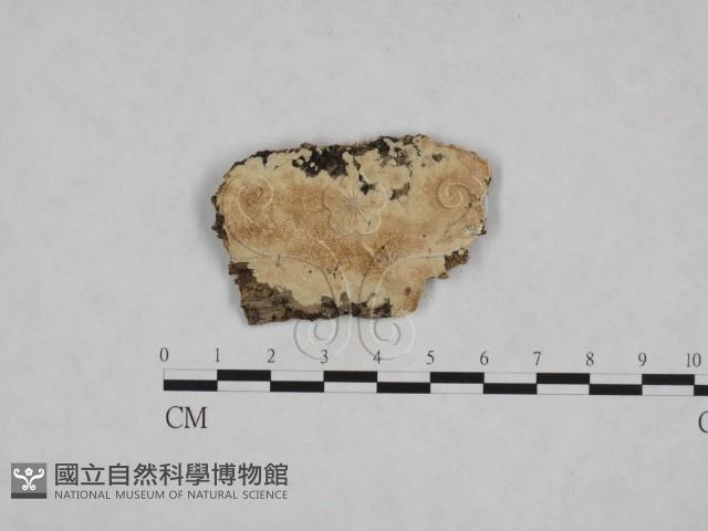 登錄號:F0023789藏品圖，第1張