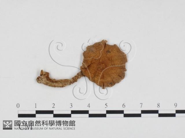 登錄號:F0003789藏品圖，第1張