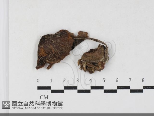 登錄號:F0033789藏品圖，第1張