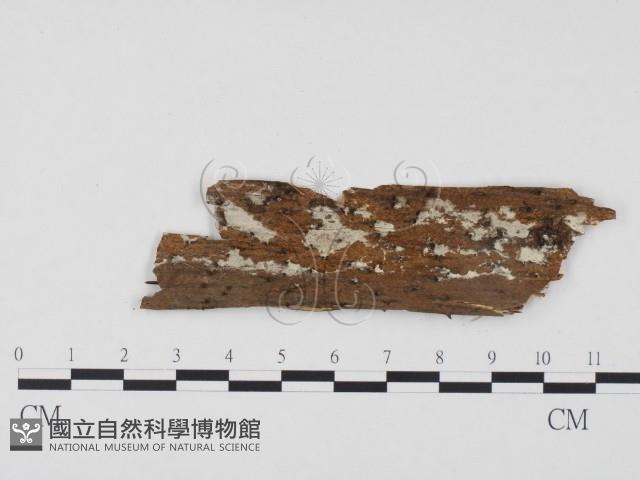 冇骨消絲齒菌藏品圖，第1張
