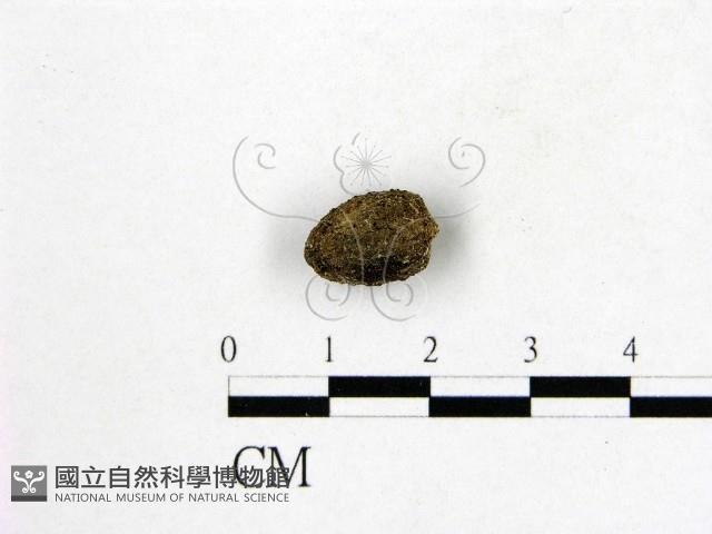 登錄號:F0000589藏品圖，第1張