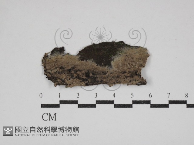 登錄號:F0030589藏品圖，第1張