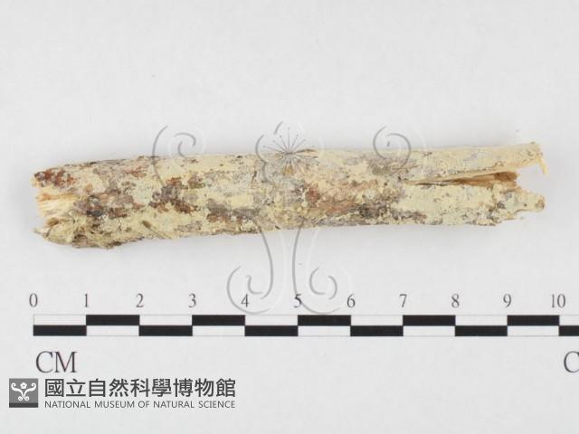 登錄號:F0026589藏品圖，第1張
