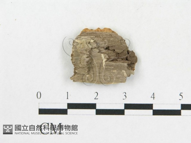 登錄號:F0006589藏品圖，第1張