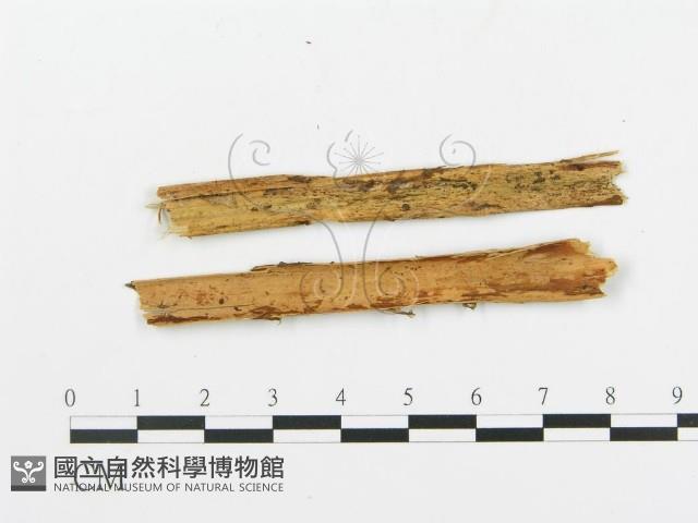 登錄號:F0016589藏品圖，第1張