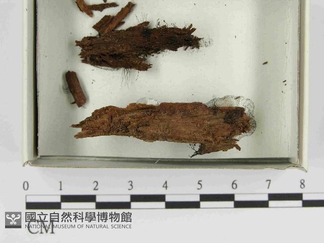 登錄號:F0021589藏品圖，第1張