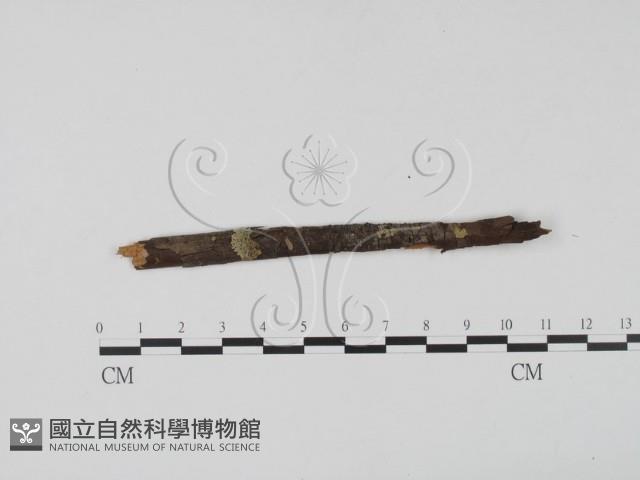 登錄號:F0011589藏品圖，第1張