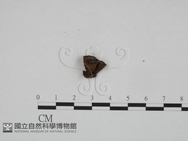 登錄號:F0024589藏品圖，第1張