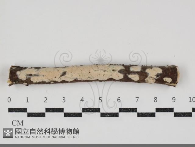 登錄號:F0034589藏品圖，第1張