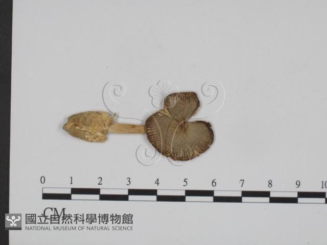 登錄號:F0012589藏品圖，第1張