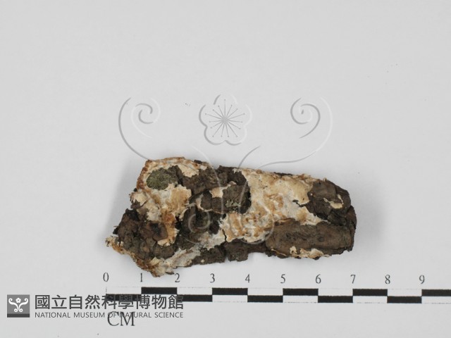 登錄號:F0027589藏品圖，第1張