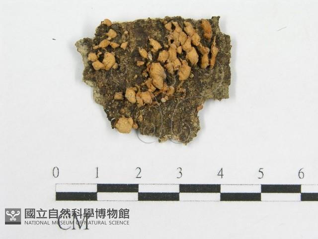 登錄號:F0007589藏品圖，第1張