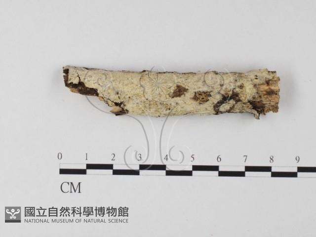 登錄號:F0025589藏品圖，第1張