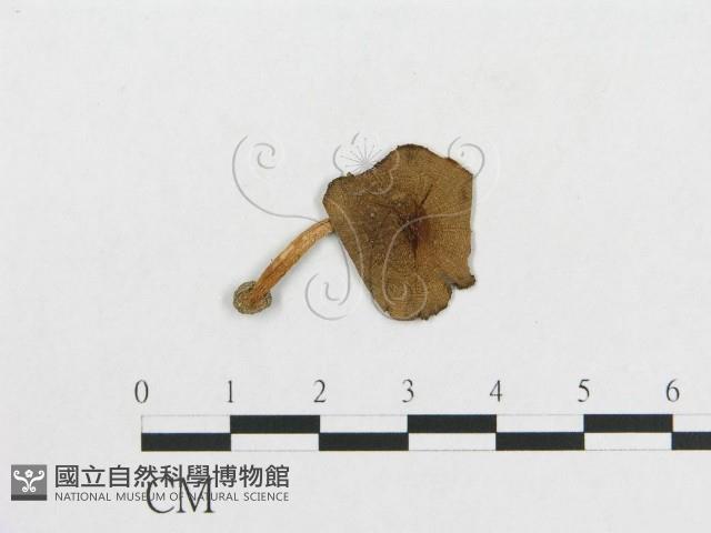 登錄號:F0005589藏品圖，第1張
