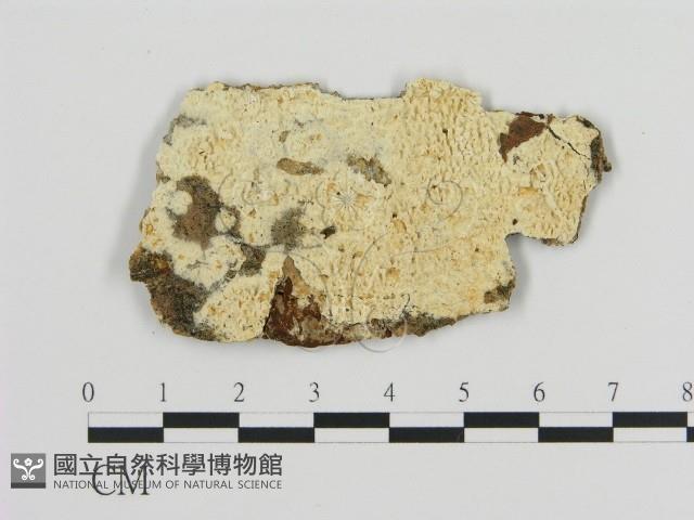 登錄號:F0009589藏品圖，第1張