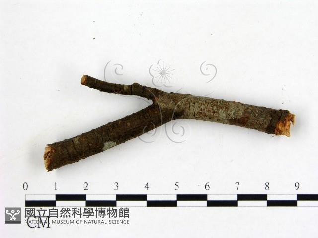 登錄號:F0019589藏品圖，第1張