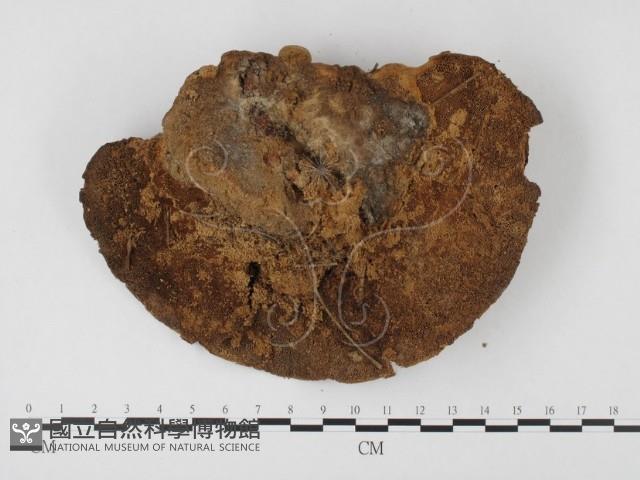 登錄號:F0023589藏品圖，第1張