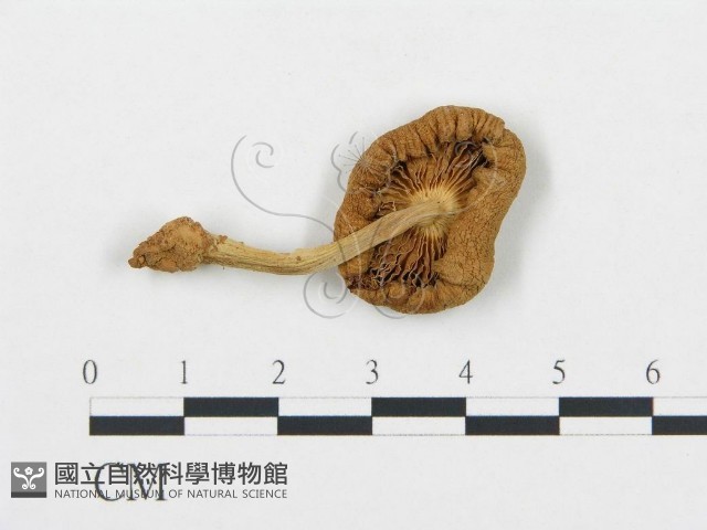 杯傘屬藏品圖，第1張