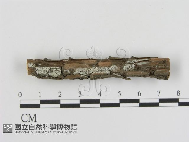 登錄號:F0013589藏品圖，第1張