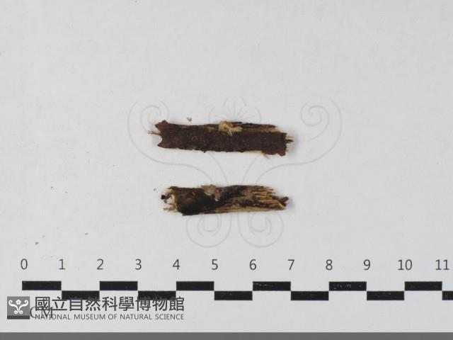 登錄號:F0033589藏品圖，第1張