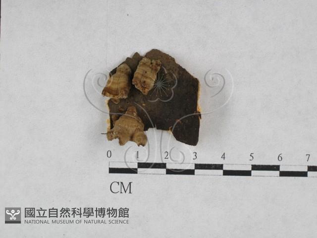 韌革菌屬藏品圖，第1張